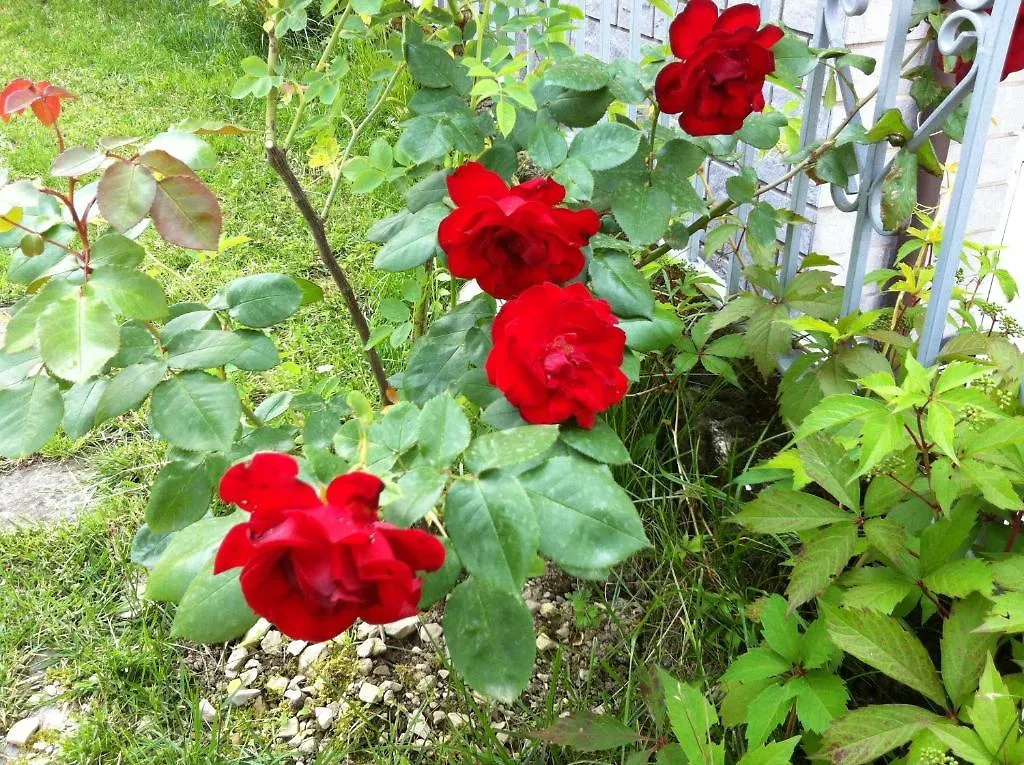 B&B Cherry En Rose Lezzeno 0*,